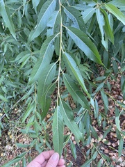 Salix euxina