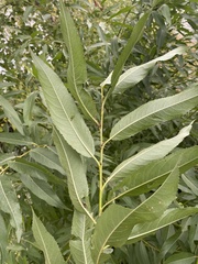 Salix euxina