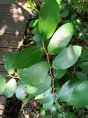 Ficus tinctoria