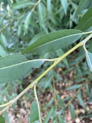 Salix euxina
