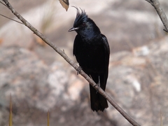 Knipolegus lophotes