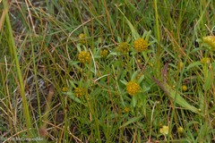 Bidens