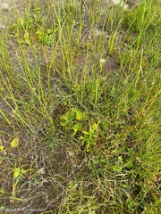 Bidens