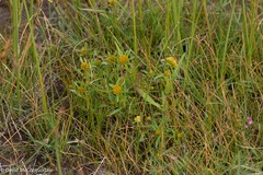 Bidens