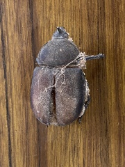 Haploscapanes barbarossa