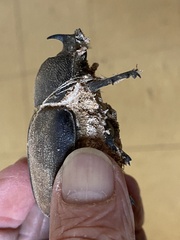 Haploscapanes barbarossa