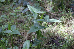 Typhonium brownii