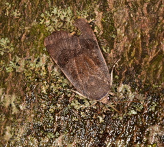 Noctua janthina