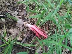 Clathrus archeri