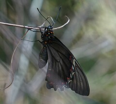 Battus polydamas