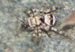 Salticinae