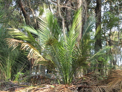 Macrozamia communis