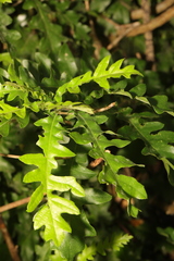 Quercus cerris