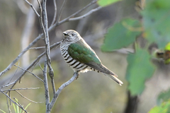 Chrysococcyx lucidus