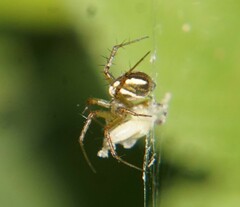 Mangora