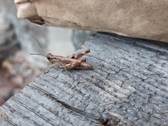 Chorthippus macrocerus