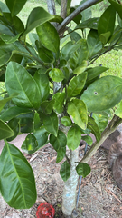 Citrus