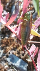 Bicolorana bicolor