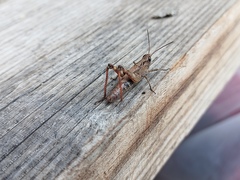 Chorthippus macrocerus