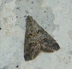 Pococera asperatella