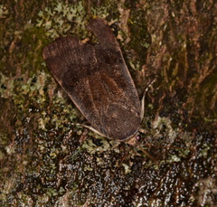 Noctua janthina