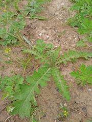 Carduus crispus