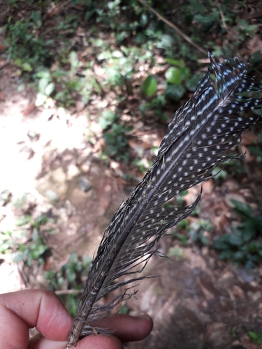 Western Crested Guineafowl (Guttera verreauxi), photo 2