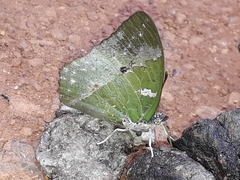 Charaxes