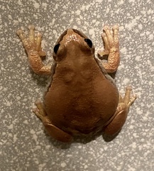 Litoria rubella