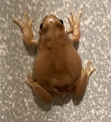 Litoria rubella