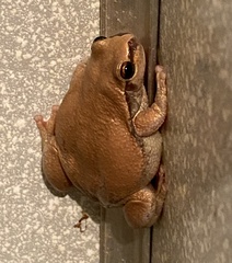 Litoria rubella