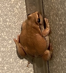 Litoria rubella