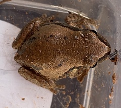 Litoria rubella