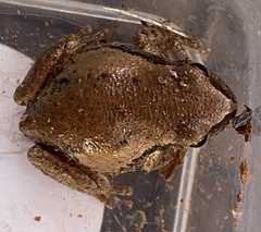 Litoria rubella
