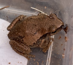 Litoria rubella