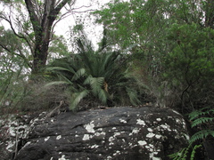 Macrozamia communis