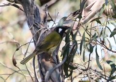 Nesoptilotis leucotis