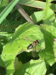 Toxomerus vertebratus