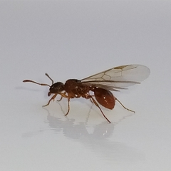 Myrmica