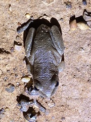 Litoria rubella