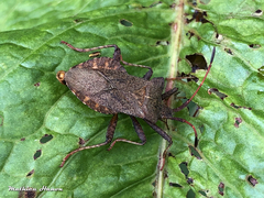 Coreus marginatus marginatus