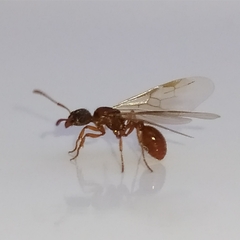Myrmica