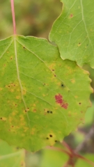 Aceria varia