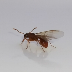 Myrmica