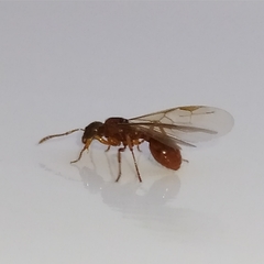 Myrmica