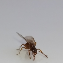 Myrmica