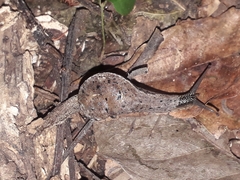 Ariophantidae