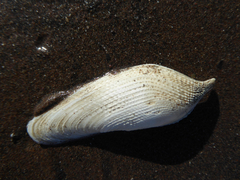 Pholas dactylus