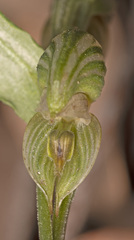 Pterostylis sanguinea
