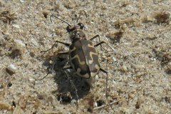Cicindela hirticollis